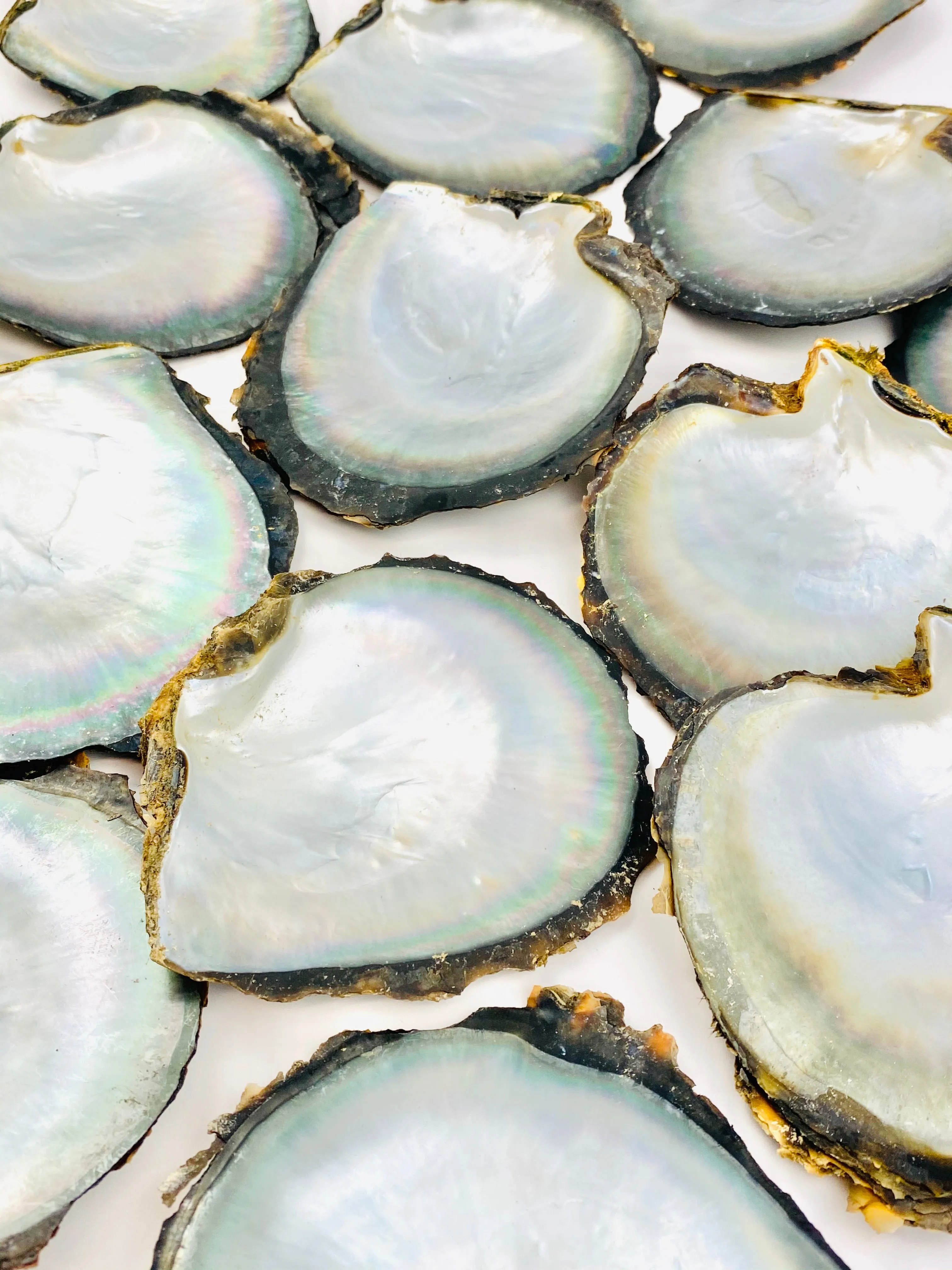Beautiful oyster shells, SKU #OYST10