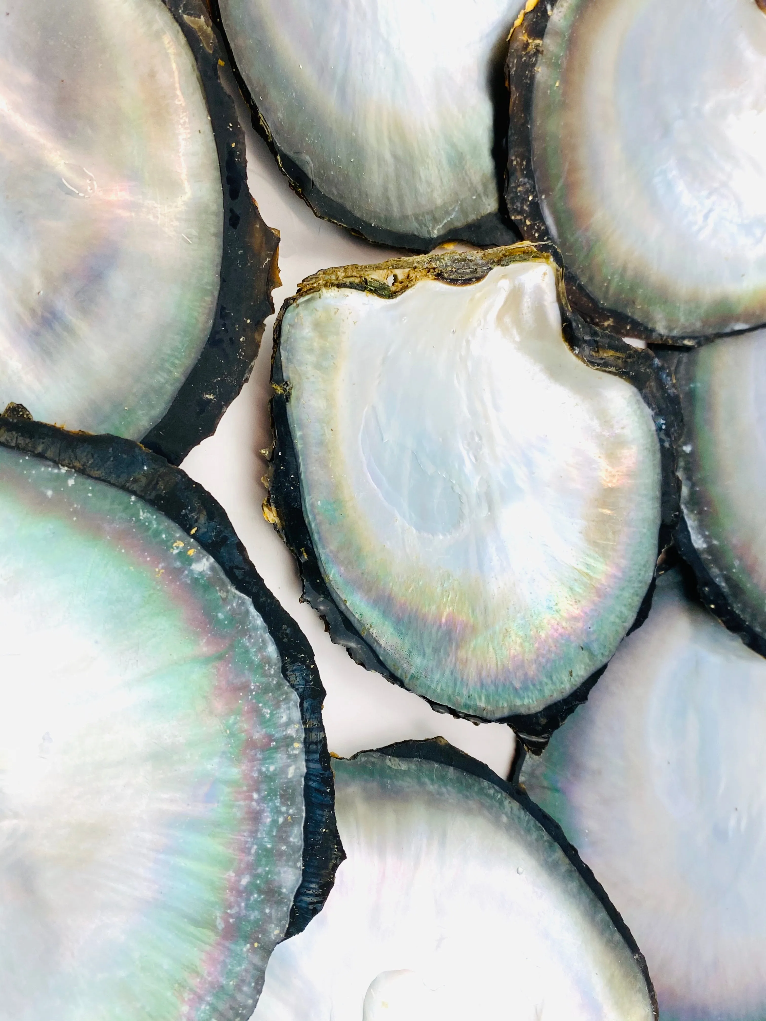 Beautiful oyster shells, SKU #OYST10