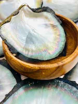 Beautiful oyster shells, SKU #OYST10