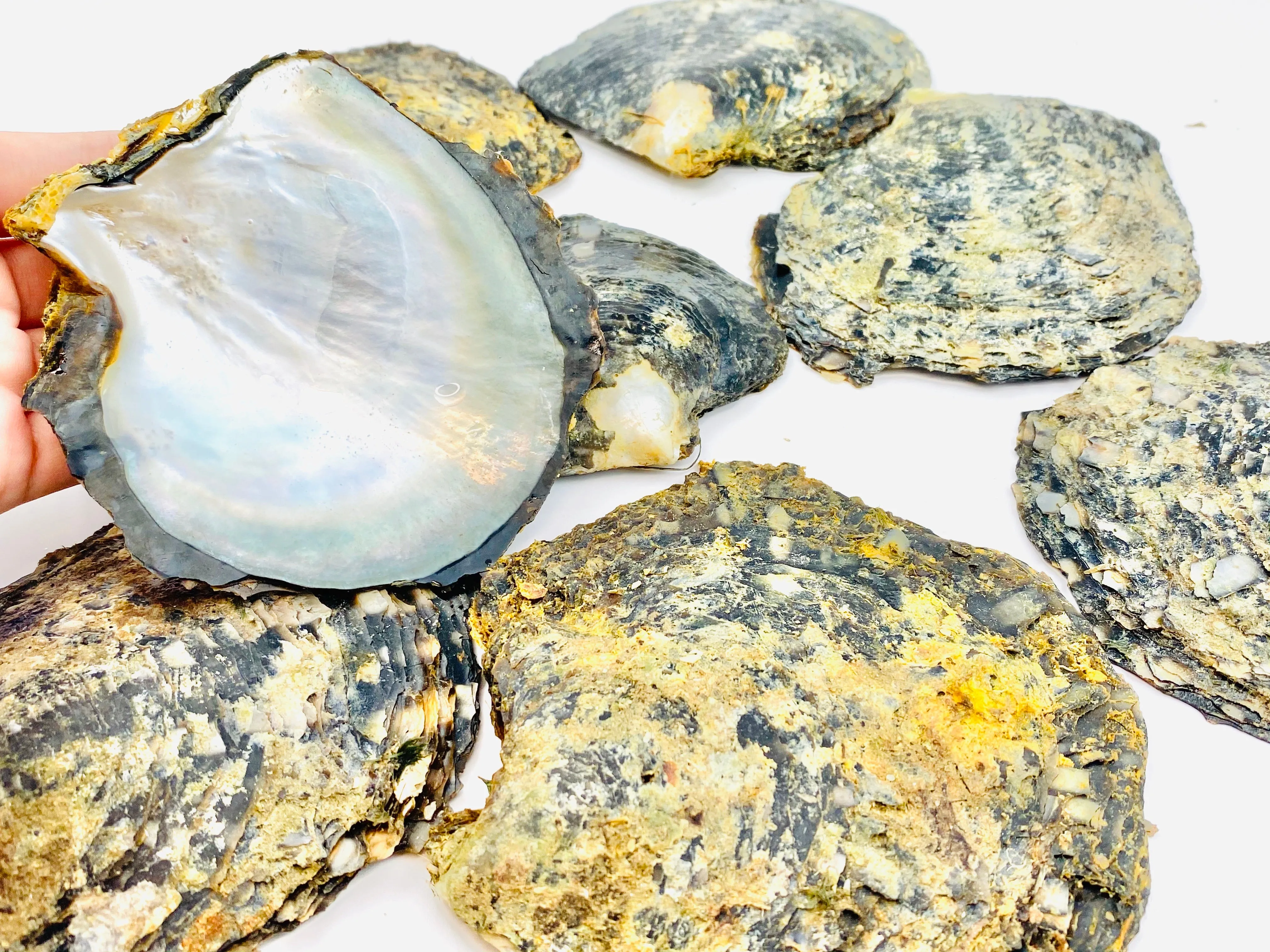Beautiful oyster shells, SKU #OYST10