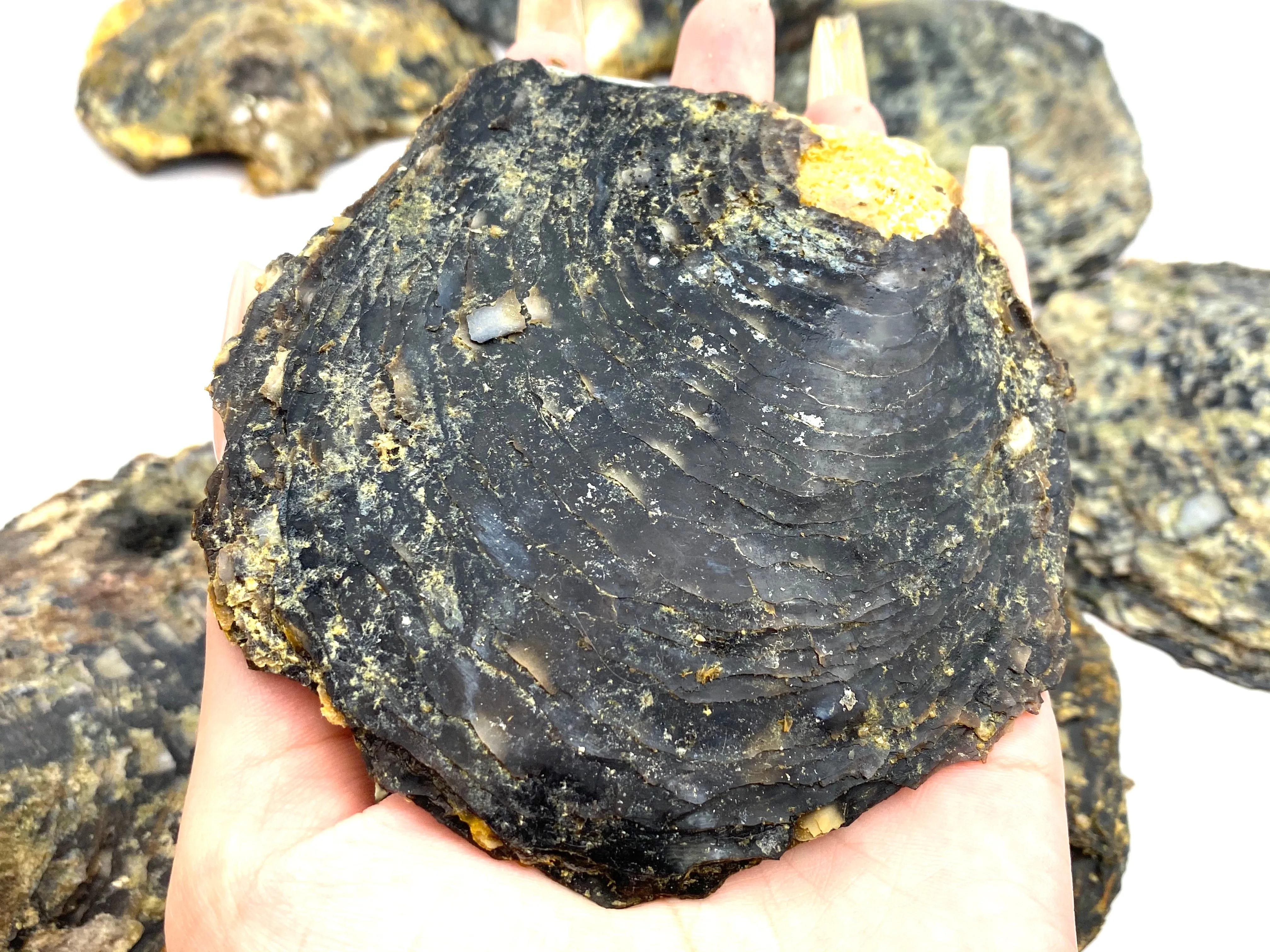Beautiful oyster shells, SKU #OYST10