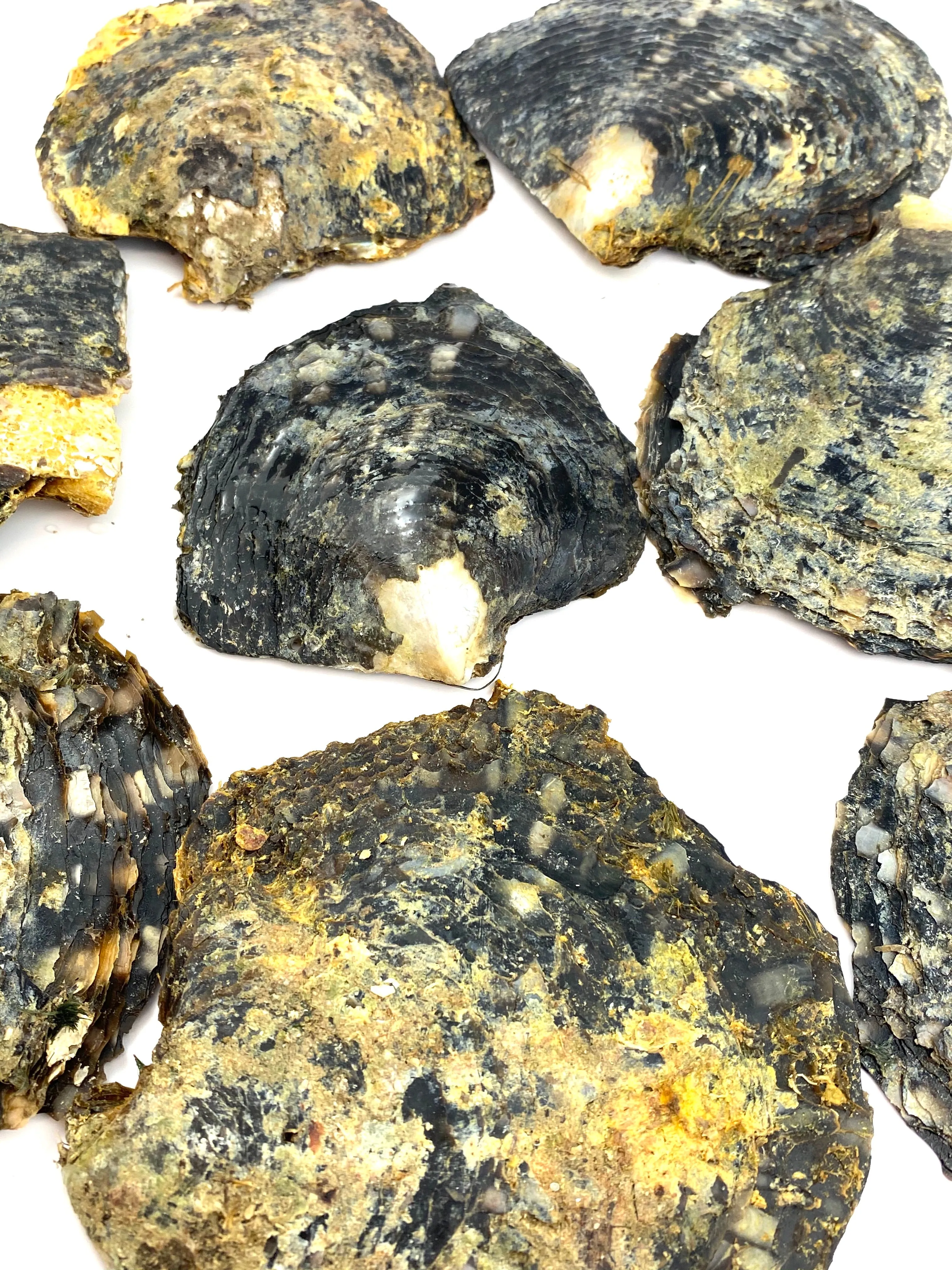 Beautiful oyster shells, SKU #OYST10