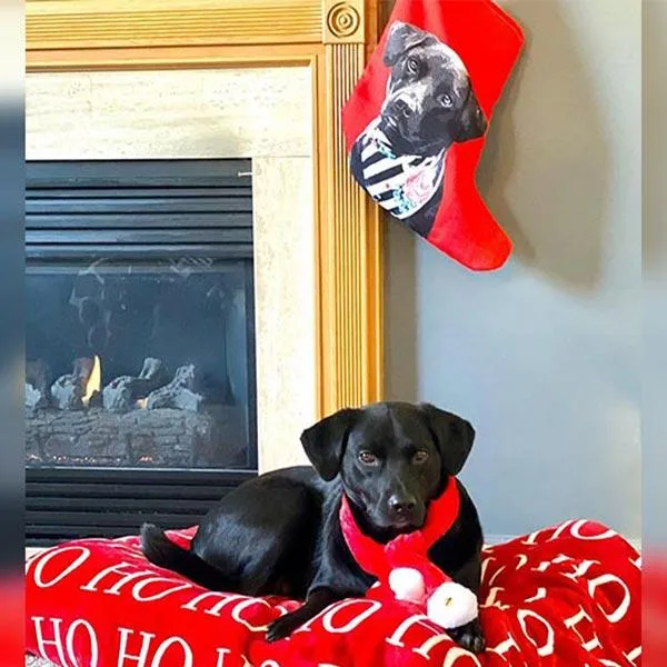Original Pet Pop Art Christmas Stockings